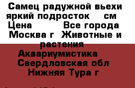Самец радужной вьехи яркий подросток 15 см › Цена ­ 350 - Все города, Москва г. Животные и растения » Аквариумистика   . Свердловская обл.,Нижняя Тура г.